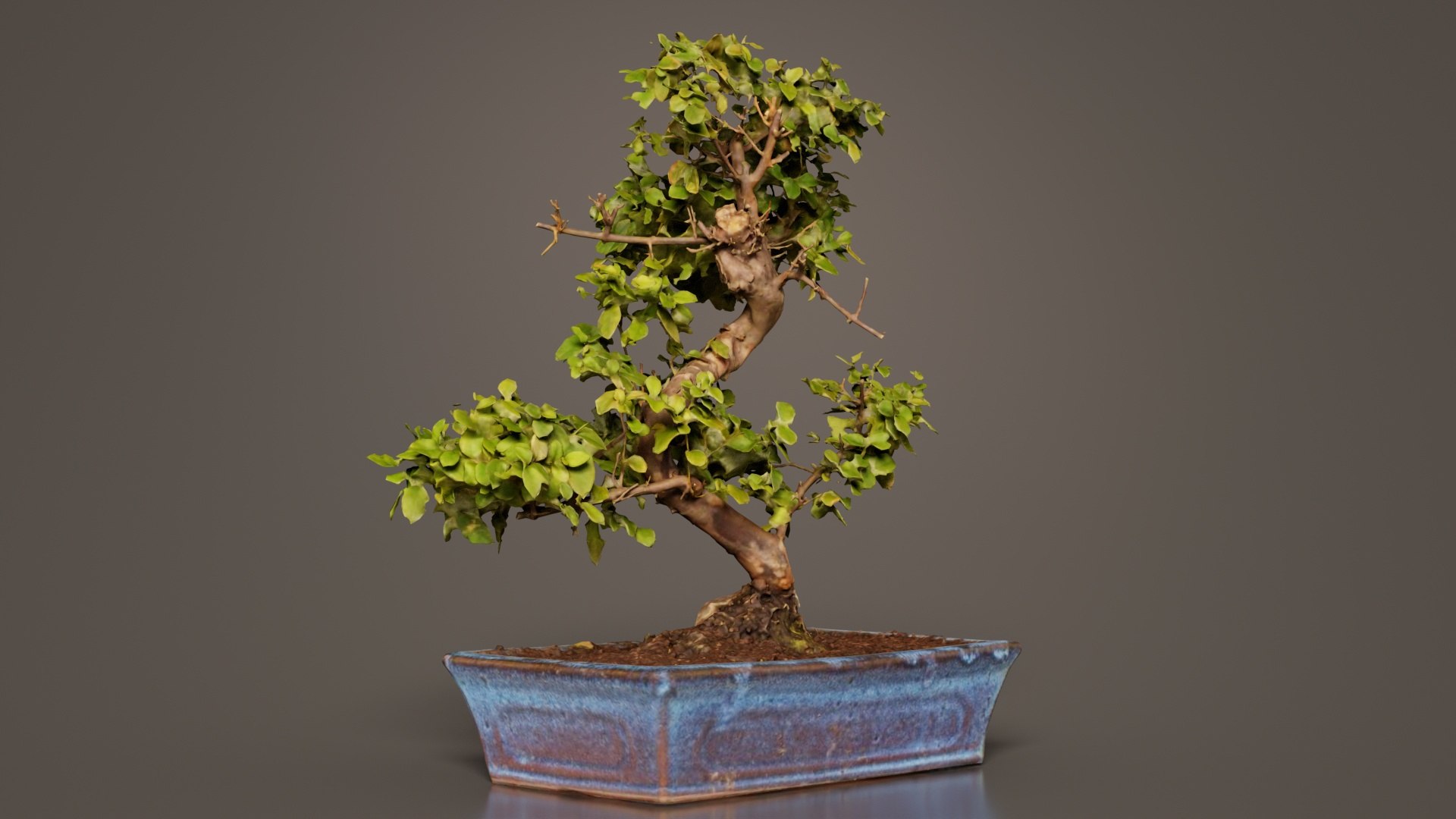 Carmona Bonsai Tree Carmonas Carmona Microphylla Remastered 3D https://p.turbosquid.com/ts-thumb/Qj/OmZ40R/zB/carmona_bonsai_tree_carmonas_carmona_microphylla_05/jpg/1740402869/1920x1080/fit_q87/bf464b736b88cf3d6e819b292c49e6214f278b56/carmona_bonsai_tree_carmonas_carmona_microphylla_05.jpg