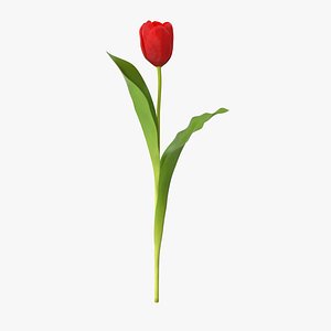 tulip single standing 3d model