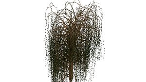 Willow tree 03