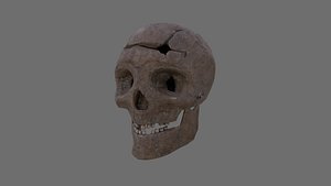 3D skull