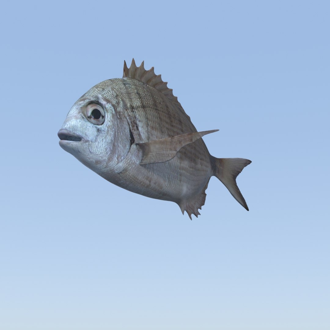 3D fish diplodus sargus animation model https://p.turbosquid.com/ts-thumb/Qj/dEus7R/0OjdhMXG/10/jpg/1571781082/1920x1080/fit_q87/02eabe3bc7eb70497eb1efbd26731dd3d09ae753/10.jpg