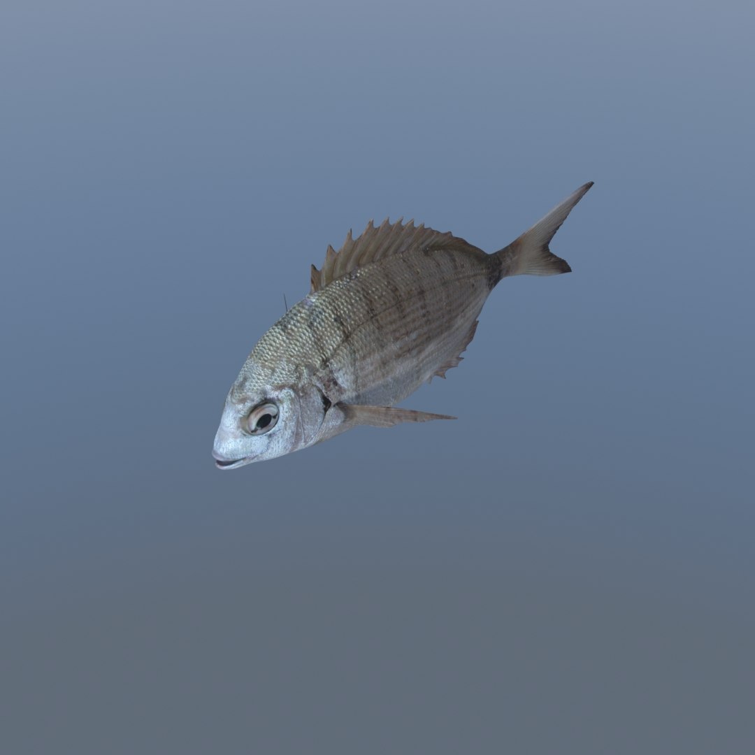 3D fish diplodus sargus animation model https://p.turbosquid.com/ts-thumb/Qj/dEus7R/0pYGisgg/3/jpg/1571781082/1920x1080/fit_q87/adfb27980afb1cdddeff1695beabcd9b13877ac7/3.jpg