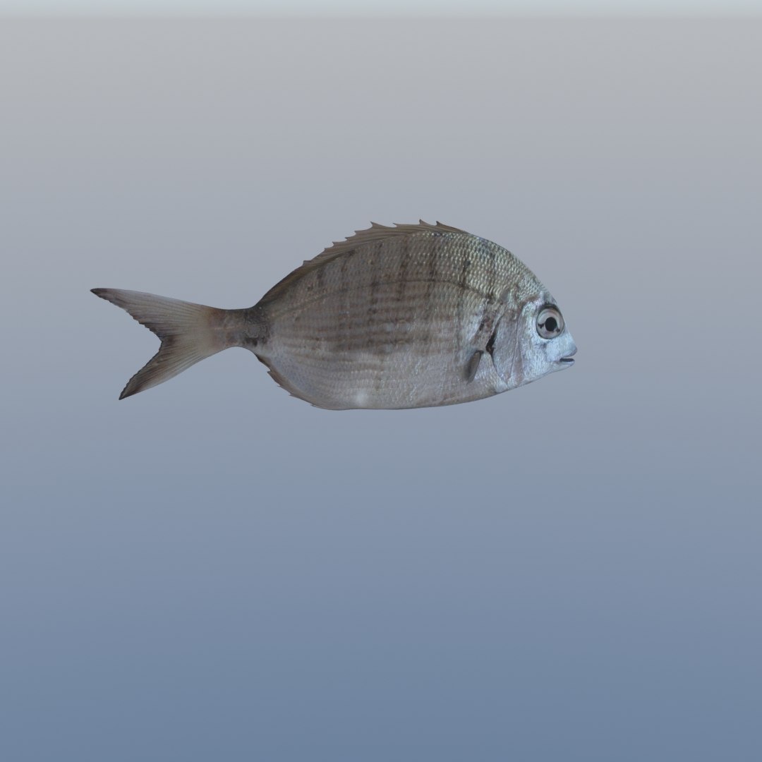 3D fish diplodus sargus animation model https://p.turbosquid.com/ts-thumb/Qj/dEus7R/1kWI0ftm/7/jpg/1571781082/1920x1080/fit_q87/762bdfe77cb5c9bd8939351acc92573be0f1ac87/7.jpg