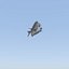 Fish Animated Diplodus Sargus