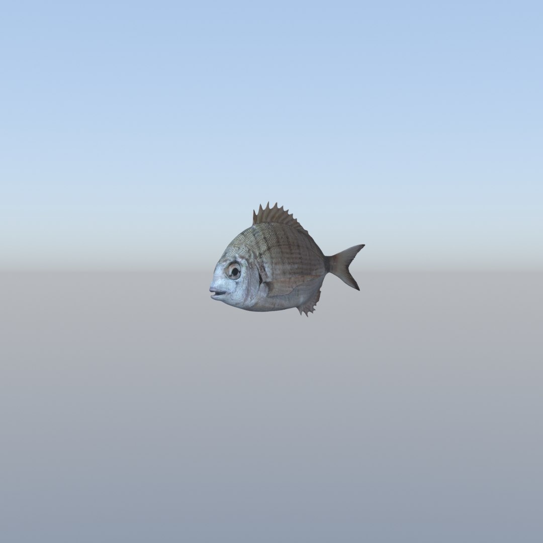 3D fish diplodus sargus animation model https://p.turbosquid.com/ts-thumb/Qj/dEus7R/5CaSfSn6/4/jpg/1571781082/1920x1080/fit_q87/561cbd64acc941dee5ce480236d2288d28868d63/4.jpg