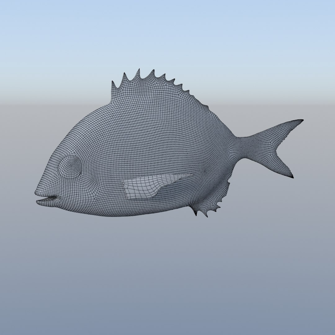 3D fish diplodus sargus animation model https://p.turbosquid.com/ts-thumb/Qj/dEus7R/G6FE41bj/w1/jpg/1571781082/1920x1080/fit_q87/835b558222b37ff84f1ba755a37b31589d4ccf94/w1.jpg