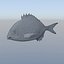 Fish Animated Diplodus Sargus