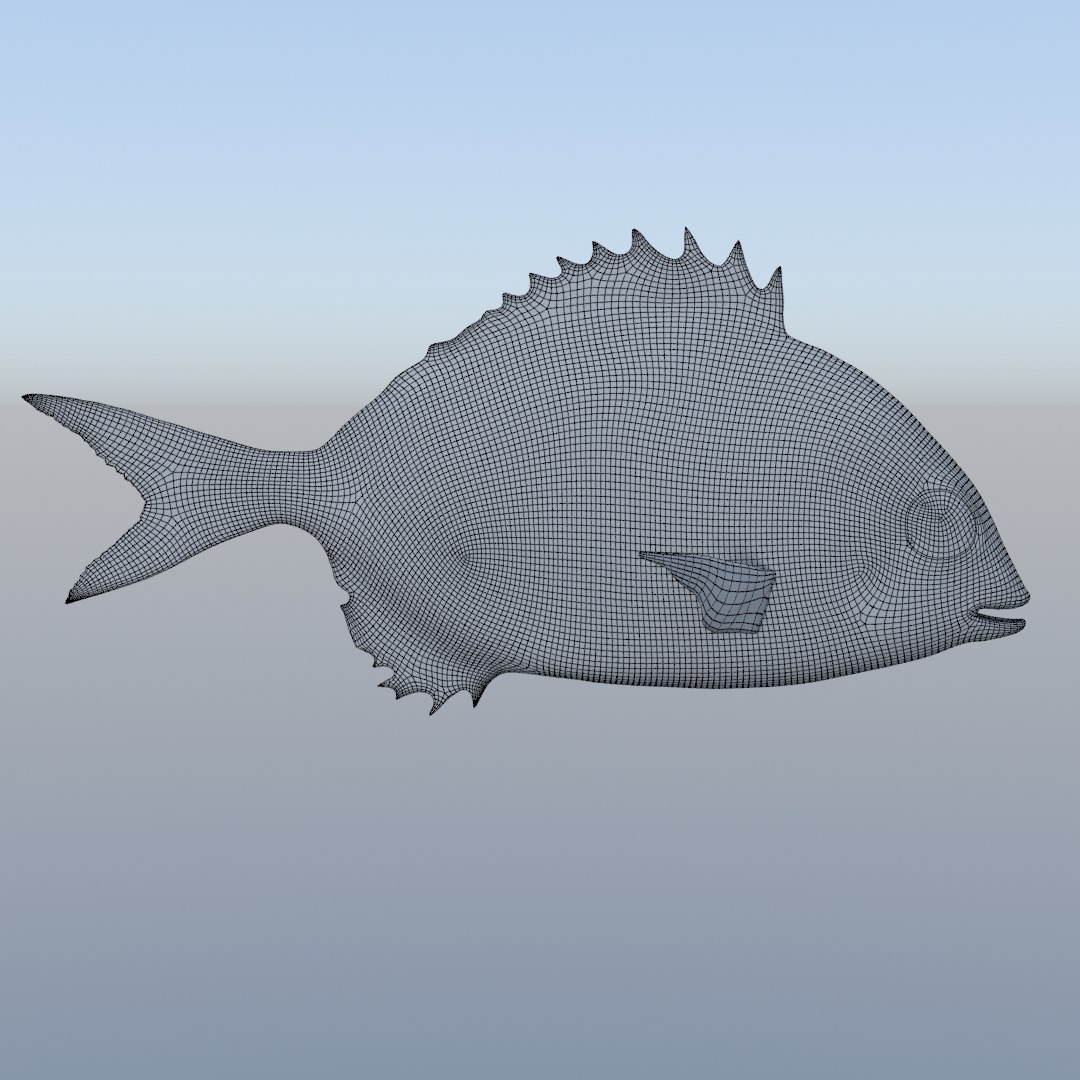 3D fish diplodus sargus animation model https://p.turbosquid.com/ts-thumb/Qj/dEus7R/II0NdVB8/w3/jpg/1571781082/1920x1080/fit_q87/045f65ece54ede17b050b6e5d1c0b9c20106cdf6/w3.jpg