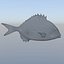 Fish Animated Diplodus Sargus