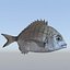 Fish Animated Diplodus Sargus