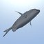 Fish Animated Diplodus Sargus