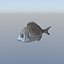Fish Animated Diplodus Sargus