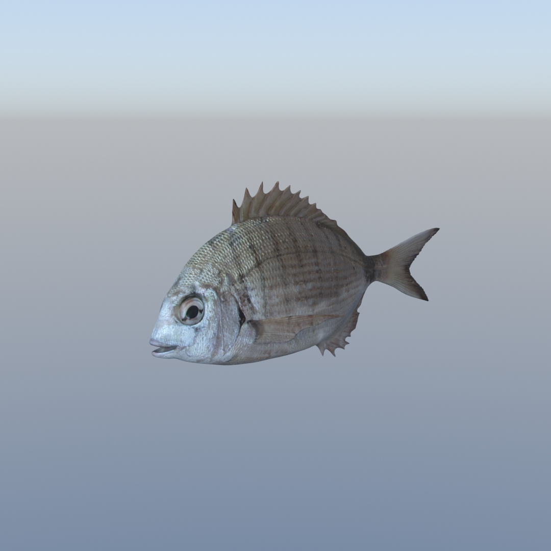 3D fish diplodus sargus animation model https://p.turbosquid.com/ts-thumb/Qj/dEus7R/R0uQhHnk/t2/jpg/1571781347/1920x1080/turn_fit_q99/45bc2b89f7a8bd40ab5e245bc6d2ac161e8b44b7/t2-1.jpg