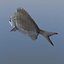 Fish Animated Diplodus Sargus
