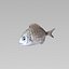 Fish Animated Diplodus Sargus