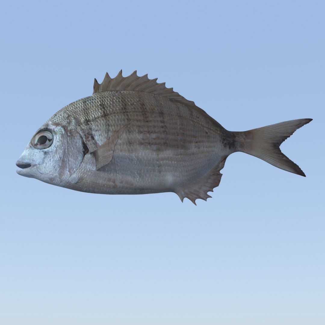 3D fish diplodus sargus animation model https://p.turbosquid.com/ts-thumb/Qj/dEus7R/lGVmMyjq/9/jpg/1571781082/1920x1080/fit_q87/cd16d70958950f8e88607f16f72e96f854dfbf1c/9.jpg