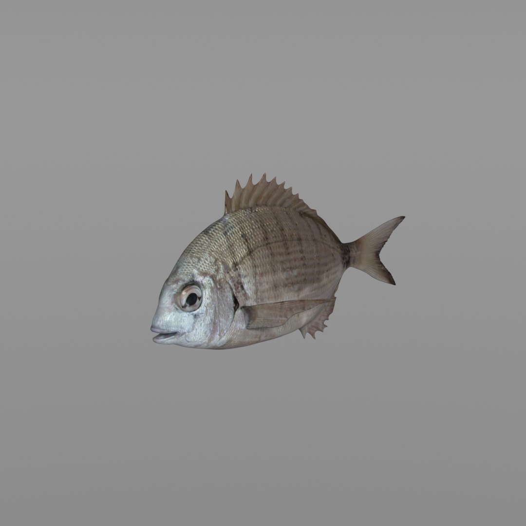 3D fish diplodus sargus animation model https://p.turbosquid.com/ts-thumb/Qj/dEus7R/s2evoEir/vray/jpg/1571781082/1920x1080/fit_q87/e491f3072053e343406c54d579c59caafd673421/vray.jpg