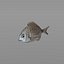 Fish Animated Diplodus Sargus