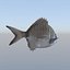 Fish Animated Diplodus Sargus