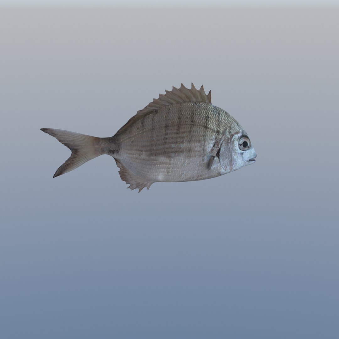 3D fish diplodus sargus animation model https://p.turbosquid.com/ts-thumb/Qj/dEus7R/zPkS6Ce5/6/jpg/1571781082/1920x1080/fit_q87/73058aa1f12fc432a227701d4458918104a3b85c/6.jpg