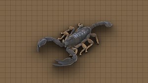 3D Scorpion model