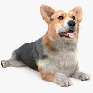 3D Tricolor Welsh Corgi Pembroke Fur for Cinema 4D Rigged