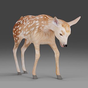 3D model Fawn Deer Rigged and Animated