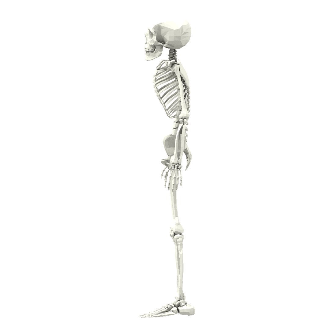 maya squeleton bones