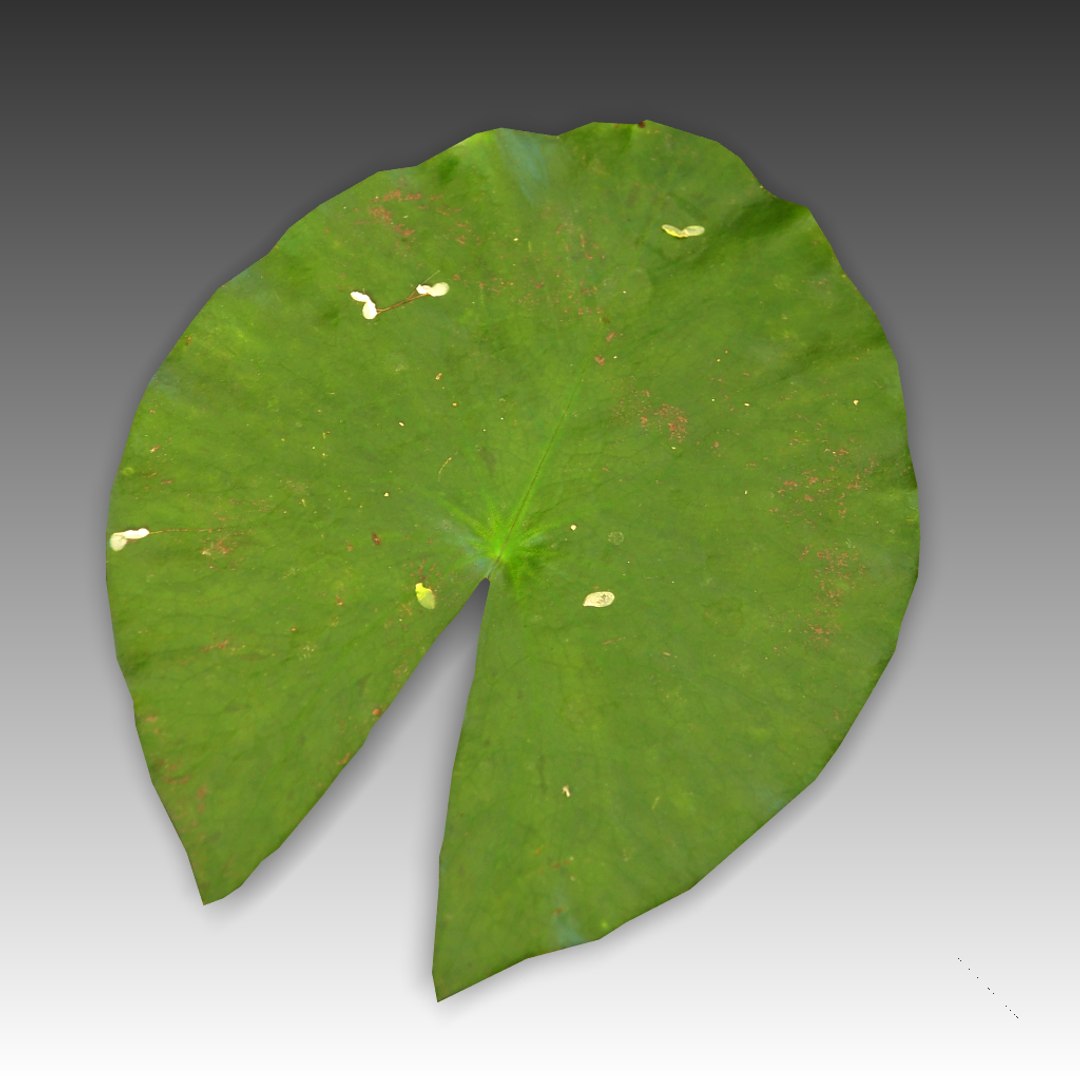 water lily leaf obj https://p.turbosquid.com/ts-thumb/Qj/sP1adc/GYJUzjkD/scr4/png/1250792638/1920x1080/fit_q87/b82e5084fabd9c3d892d63fb82c2907ab2a570c8/scr4.jpg
