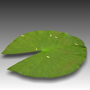 water lily leaf obj