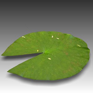 Water Lily Pad