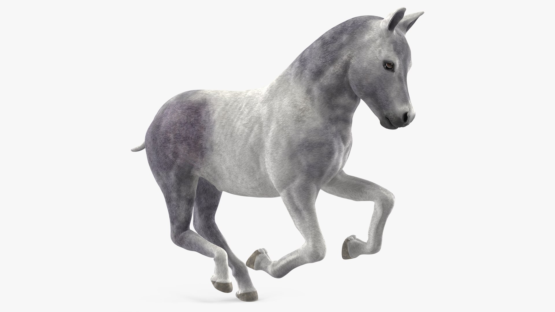 Running Shetland Pony White 3D model preview