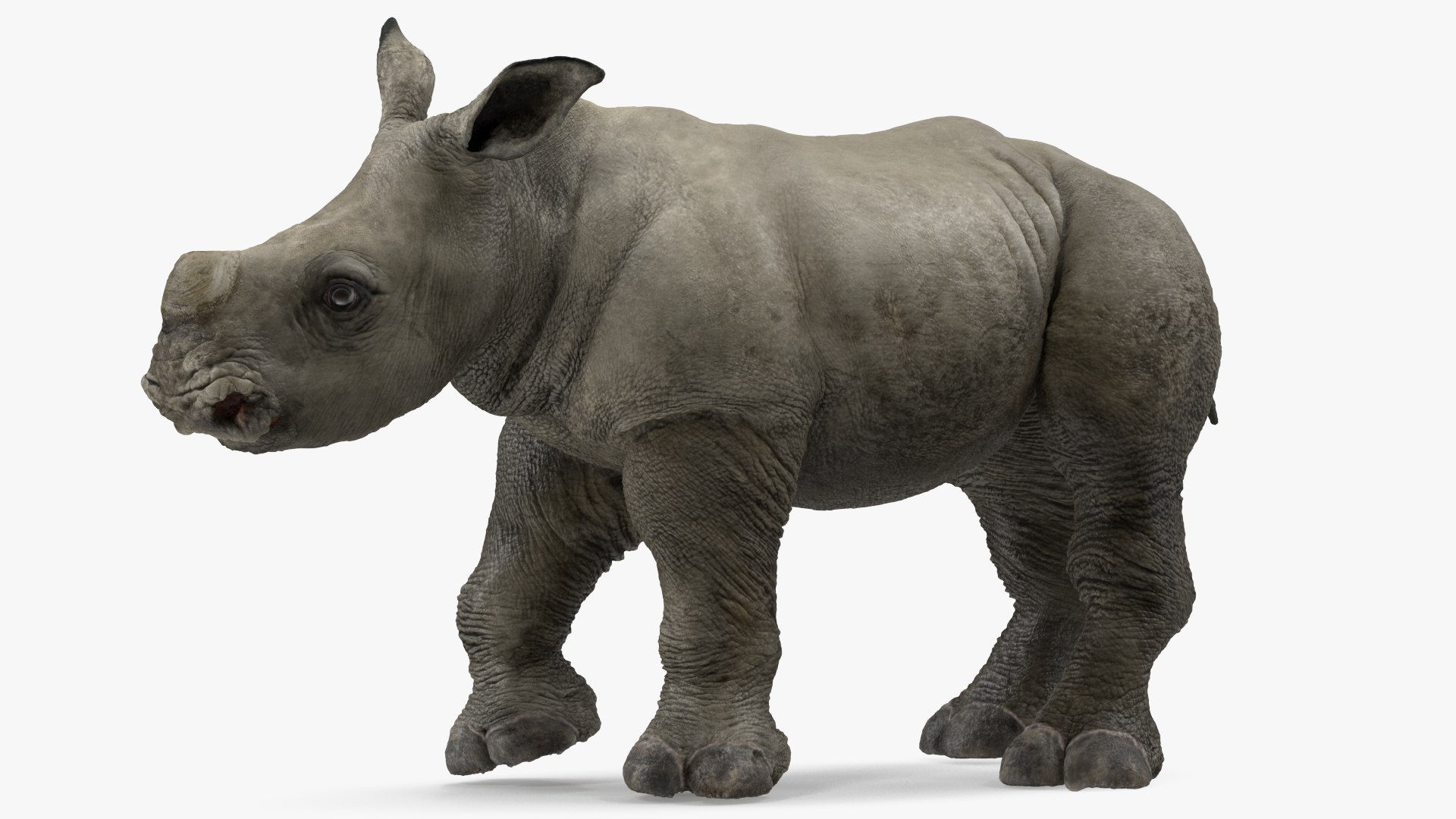 Baby Rhino Standing Pose 3D model preview