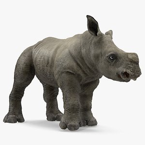 3D baby rhino standing pose model