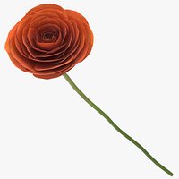 Ranunculus Asiaticus - Orange