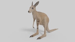 3D Kangaroo Model 3D model