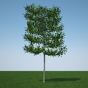 3d common lime tree model