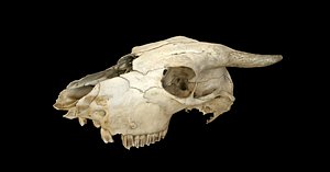 Animal Skull