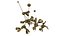 Rosieli Ginkgo Blossom Chandelier