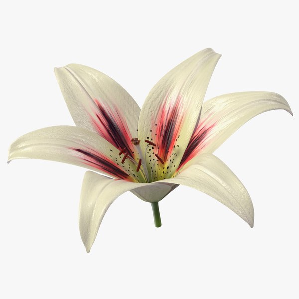 Realistic Lily Flower model