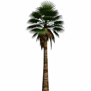 3ds max fan palm washingtonia filifera