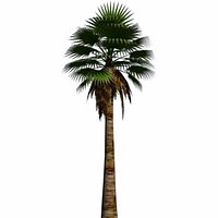 washingtonia filifera