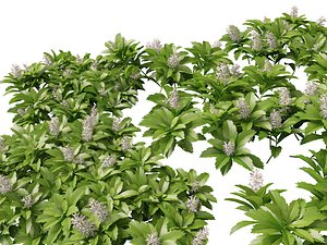3D model HighpolyLow Poly Pachysandra Terminalis - Japanese Spurge