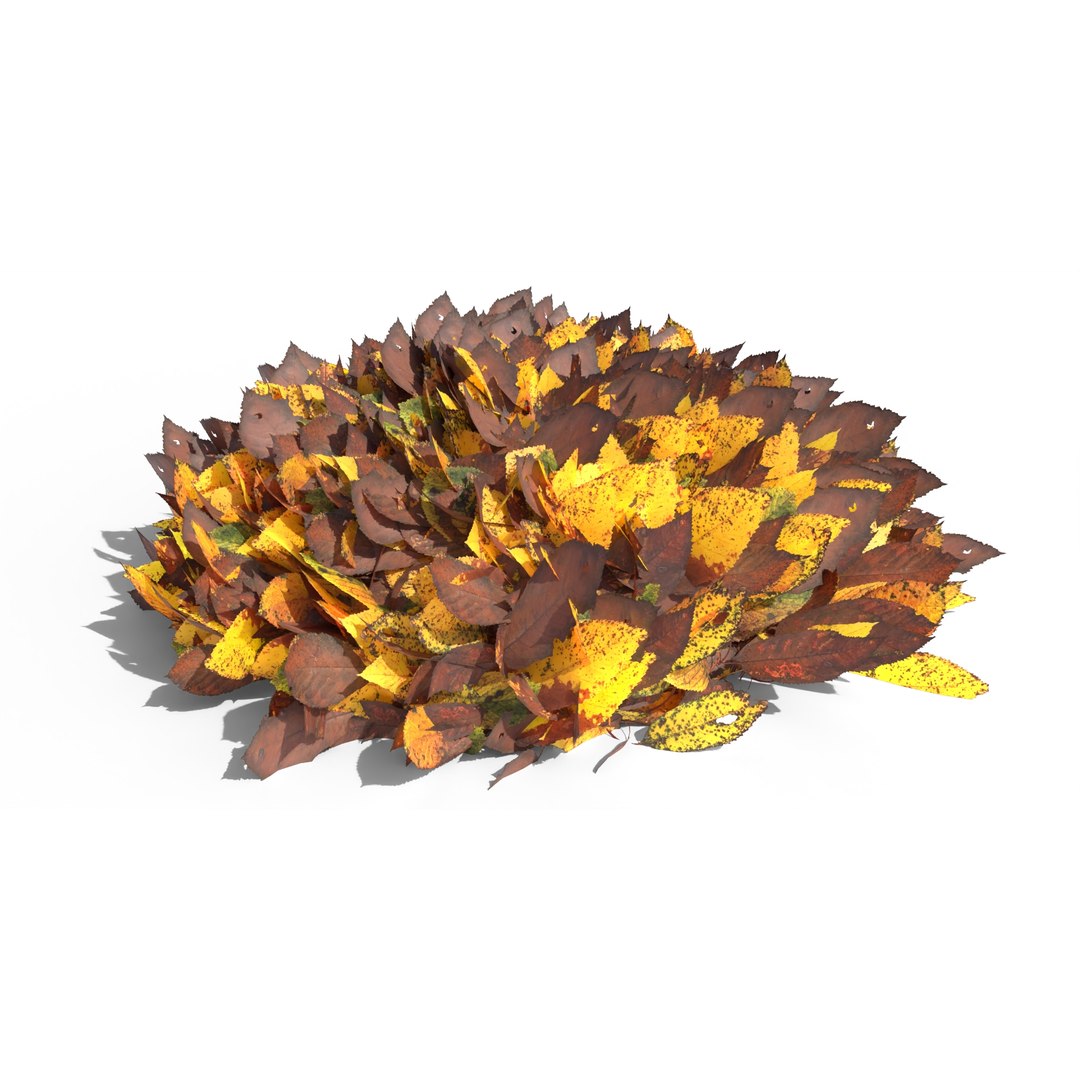 Cherry Leaf Pile 3D https://p.turbosquid.com/ts-thumb/Ql/1hvute/LY/cherryleafpile_preview_14/jpg/1686852360/1920x1080/fit_q87/171425e2065c3240edb27fc65a4e4d10274c8430/cherryleafpile_preview_14.jpg