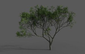 Eucalyptus gum
