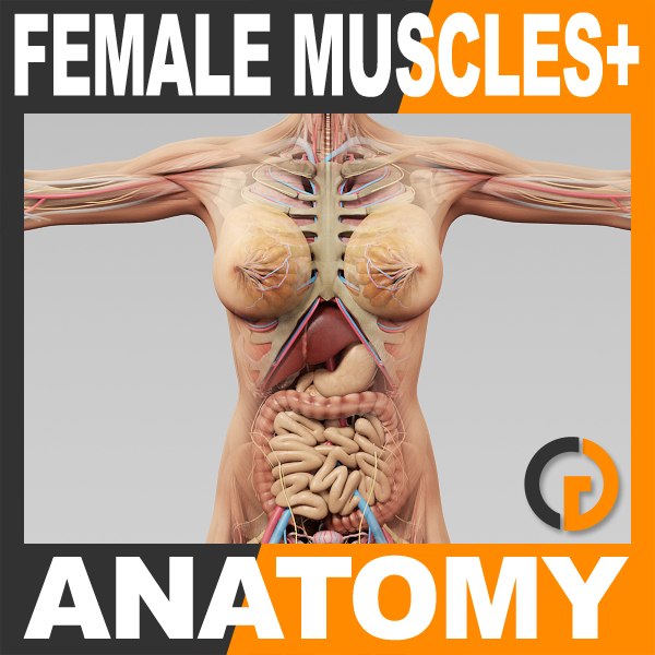 女性生体解剖  簡略化された完全な女性の解剖学3Dモデル - TurboSquid 1469560