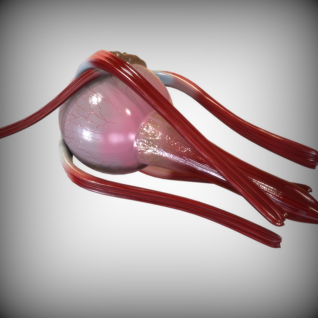 3D human senses https://p.turbosquid.com/ts-thumb/Ql/FWEBEJ/N3R51IWy/left_view/jpg/1583954095/1920x1080/fit_q87/179ff34ac341fd1facf2ec94bda3de0f3d31c602/left_view.jpg