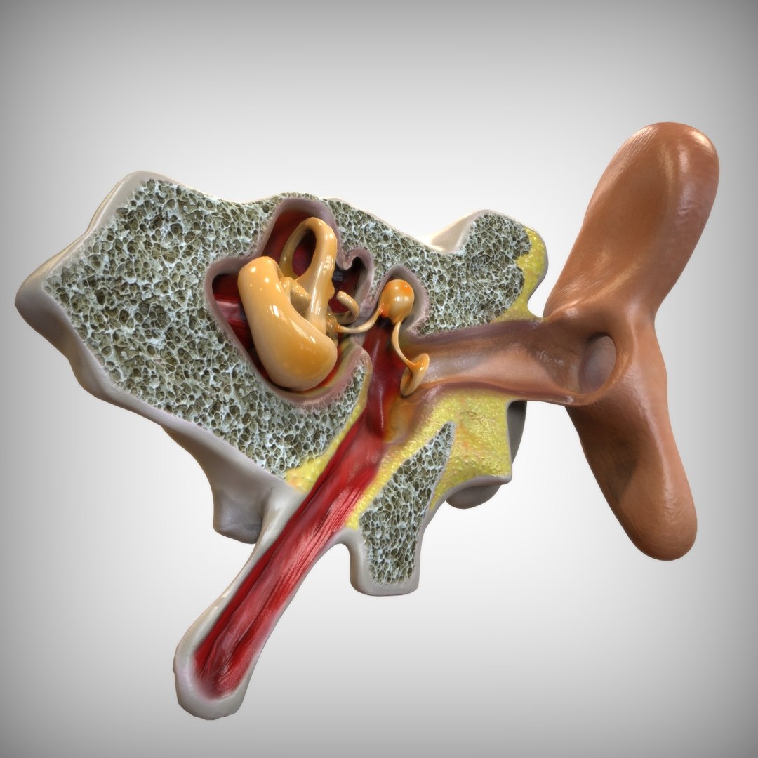 3D human senses https://p.turbosquid.com/ts-thumb/Ql/FWEBEJ/RkDbGUWU/right_view/jpg/1583954096/1920x1080/fit_q87/539794a90c24294403971d223293c0318827fa1f/right_view.jpg