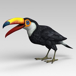 toucan color 3D