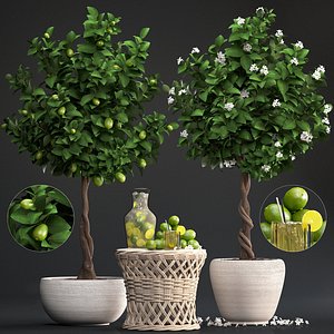 lime tree lemon fruit 3D model